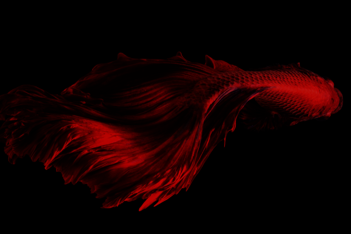 bookworm l'effet combattant